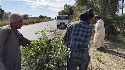 بالصور.. حملة نظافة لتجميل الشوارع وأشجار النخيل في الأقصر