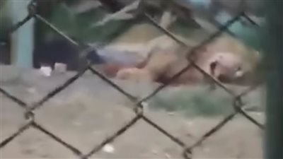 أسد يفترس حارسه بطريقة مأساوية بالفيوم