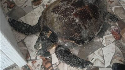 العثور علي سلحفاة يونانية معمرة بأحد شواطيء الإسكندرية 