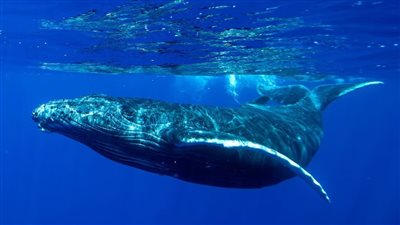 أغنية الحوت.. نموذج قريب جدًا من أغاني البشر