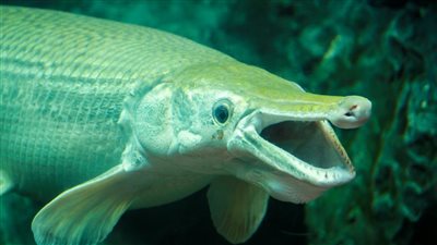 ما هي سمكة التمساح ولماذا تعد حفرية حيّة؟