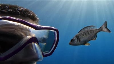 مفاجآة علمية.. الأسماك تتعرف على البشر مثلما يتعرف الإنسان عليها