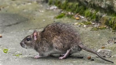 ما هي حمى لاسا وما هي أعراضها ؟