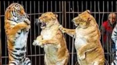 حمير حية لتغذية الحيوانات المفترسة.. تفاصيل التحقيقات مع 4 مسئولين بالسيرك القومي