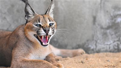 تعرف عليه.. حيوان مصري مفترس يهاجم عددا من جنود الجيش الإسرائيلي 