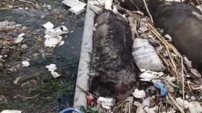 كارثة بيئية تهدد حياة الأهالي في قرية المعطن ببني مزار 