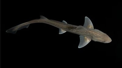 لأول مرة.. علماء يكشفون عن صوت أسماك القرش 