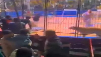 جعانة من 10 أيام.. كواليس ليلة الرعب لهجوم نمر على عامل بسيرك طنطا 