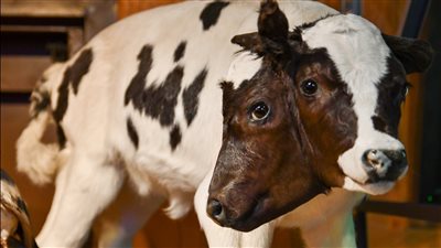 ماذا يعني عجل ذو رأسين بالنسبة لبيولوجي الحيوانات؟