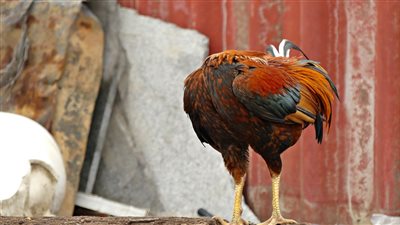 الدجاجة مقطوعة الرأس.. معجزة أمريكية استمرت عام كامل دون رأس