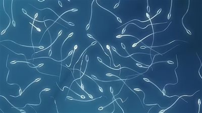 علماء يجرون أول عملية زراعة الحيوانات المنوية.. هل تعالج العقم؟