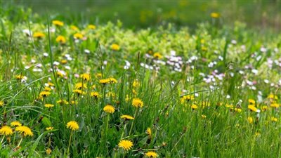 لماذا يجب علينا جميعًا تناول المزيد من الأعشاب الضارة؟