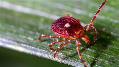 ما علاقة لدغة القراد بتناول البرجر؟