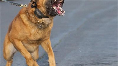 قرار هام من محافظ الإسكندرية بشأن اصطحاب الكلاب بالمواصلات العامة