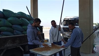 شون وصوامع المنيا تستقبل 21038 طن قمح ضمن موسم حصاد 2025