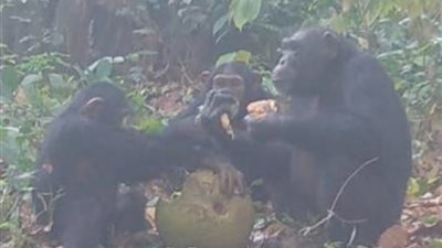 الكيف مناولة.. بحث يشير لتناول الشمبانزي الكحول بجماعات على غرار البشر