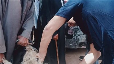 نظمتها جامعة المنوفية.. الكشف على 1500 حالة في قافلة بيطرية مجانية بقرية البتانون