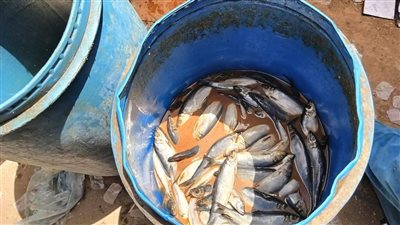  خلال احتفالات شم النسيم.. ضبط أسماك ورنجة فاسدة بمركزي الشهداء ومنوف