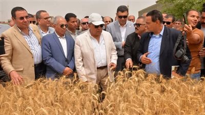 محافظ الدقهلية يطلق موسم حصاد القمح من السنبلاوين