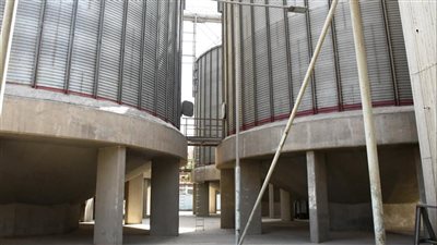  أسوان تشهد توريد 40 ألف و768 طنا من القمح 