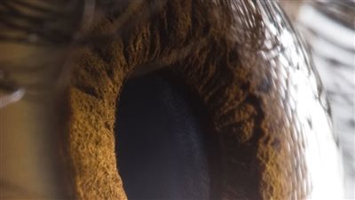 لون أولو.. لم يراه غير خمسة أشخاص فقط وعلماء يؤكدون وجوده