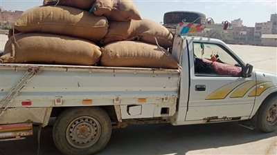 محافظ المنيا: توريد 77 ألف طن من القمح للشون والصوامع