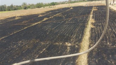 السيطرة على حريق نشب في مزرعة قمح بالمنيا 