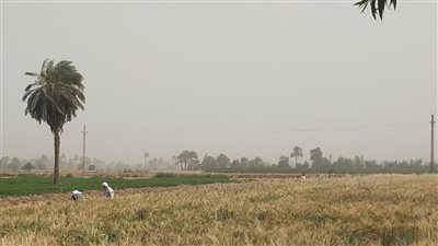 روشتة النبي محمد للتعامل مع العواصف الترابية والرياح