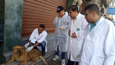 «بيطرى الأقصر» يفحص ويحصن الكلاب الحرة من أمراض السعار (صور)