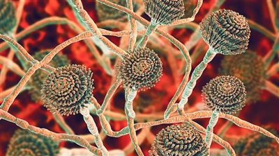 ما هو فطر الرشاشيات الخارق الذي يُصيب ملايين الأشخاص سنويًا؟