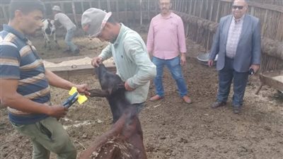 محافظ الدقهلية: تحصين 191 ألف رأس ماشية ضد الحمى القلاعية والوادي المتصدع