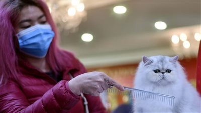 معلومة غريبة.. تأثير التدجين على القطط والكلاب