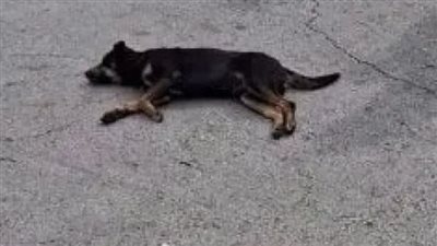 عضو بجمعية رعاية وحماية الحيوان: أتمني أن تنمي المساجد والمدارس الرحمة في قلوب المواطنين بشأن الحيوانات