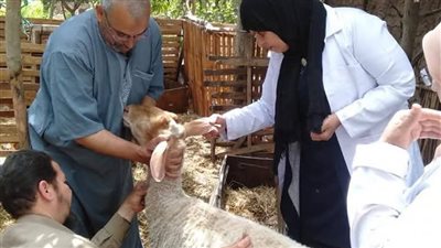 بالأرقام.. محافظ المنوفية يكشف إجمالي ما تم تحصينه من المواشي 