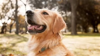 هل يمكن أن يفهم الذكاء الاصطناعي نباح الكلب؟