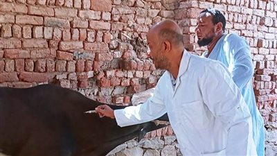 تحصين 40 ألف رأس من الثروة الحيوانية على مدار شهرى إبريل ومايو بأسوان