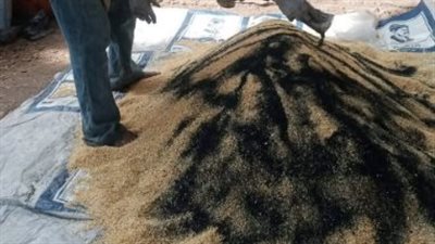 زراعة المنيا: حملة لمكافحة القوارض عقب حصاد المحاصيل الشتوية