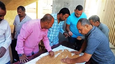 الصوامع والشون بأسوان تستقبل 257 ألف و440 طن من القمح