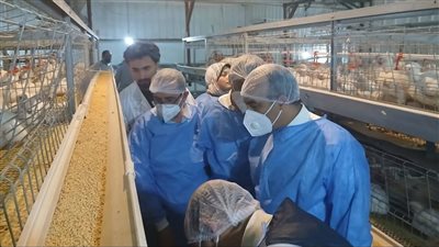 بالتفاصيل.. نائب محافظ المنيا يتفقد مشروع الشركة المصرية الفرنسية لإنتاج الدواجن