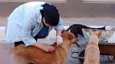 حملة لتطعيم الكلاب الضالة ضد مرض السعار بعزبة البرج 