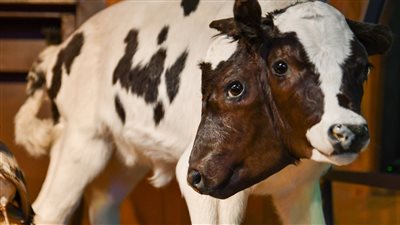 السر العلمي وراء ظاهرة العجل ذو رأسين