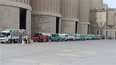ضمن موسم الحصاد.. توريد 330 ألف طن قمح بصوامع المنيا