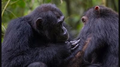 قرود الشمبانزي تُقدّم إسعافات أولية لمصابيها باستخدام نباتات طبية