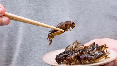 تناول الحشرات.. فوائد صحية مذهلة لن تصدقها