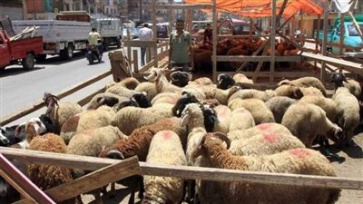 القابضة للصناعات الغذائية تفتتح 21 شادرا لبيع الخراف وتضخ لحوم ودواجن 