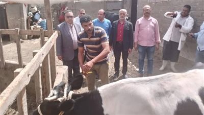 محافظ الدقهلية: تحصين 219 ألف رأس ماشية ضد الحمى القلاعية وحمى الوادي المتصدع