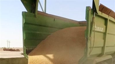 توريد 355 ألفا و466 طنا من القمح بالصوامع داخل وخارج محافظة أسوان