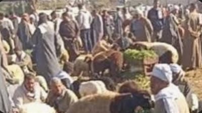 بسبب خروف.. السيطرة على مشاجرة طاحنة بين تجار ماشية بسوق الاثنين في الفيوم
