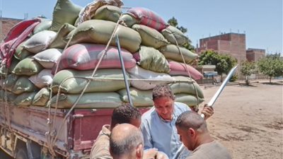 محافظ المنيا: توريد 483 ألف طن قمح منذ بدء موسم 2025