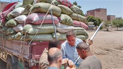  توريد 489 ألف طن قمح منذ بدء موسم 2025 بالمنيا 
